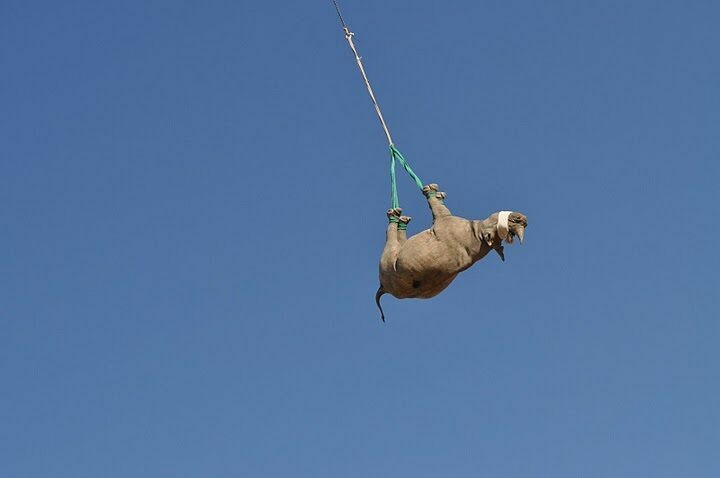 Why Rhinos Fly Upside Down Over Namibia