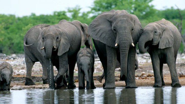 Namibia to proceed with planned auction of 170 elephants