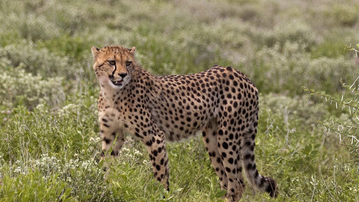World’s first cheetah smart park established in Namibia