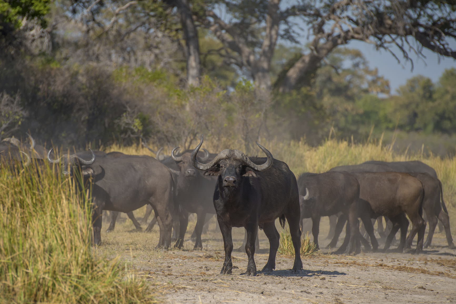 Trophy hunting tender ruffles feathers